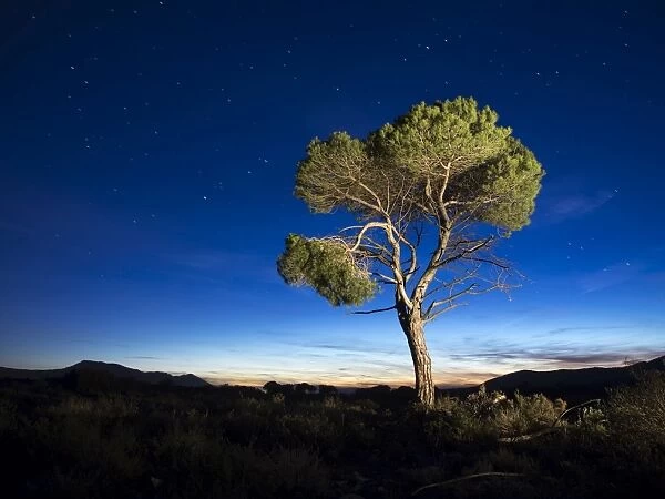 Lone tree at dusk in the mountains