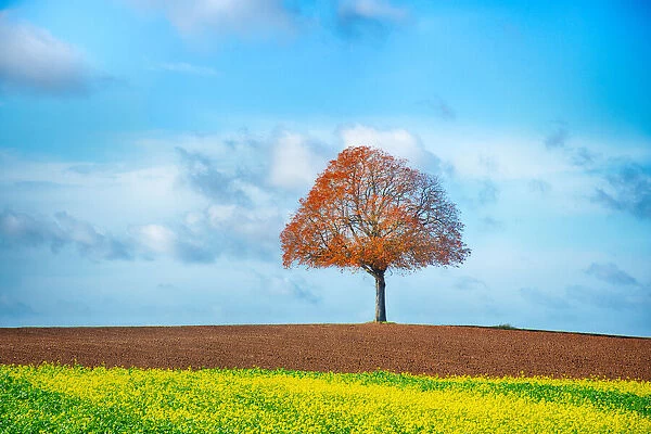 A lone tree in a field, in autumn