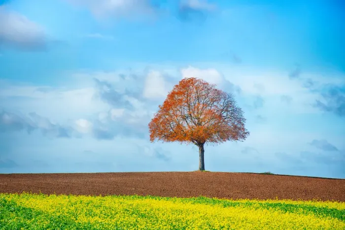 Framed Print : A lone tree in a field, in autumn Framed Print : A lone tree in a field, in autumn