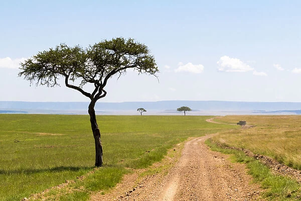 Lone tree in field, Masai Mara National Reserve, Kenya