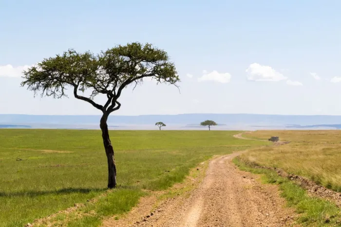 Framed Print : Lone tree in field, Masai Mara National Reserve, Kenya Framed Print : Lone tree in field, Masai Mara National Reserve, Kenya