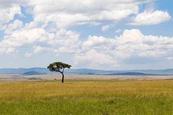 Lone tree in field, Masai Mara National Reserve, Kenya