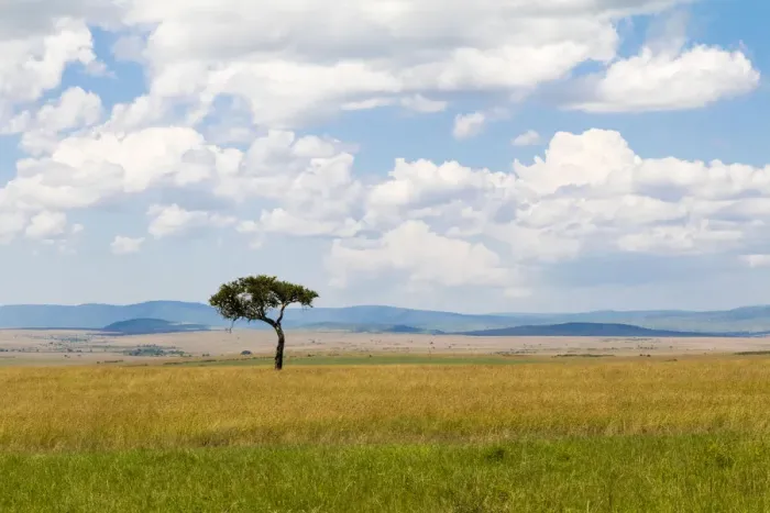 Framed Print : Lone tree in field, Masai Mara National Reserve, Kenya Framed Print : Lone tree in field, Masai Mara National Reserve, Kenya