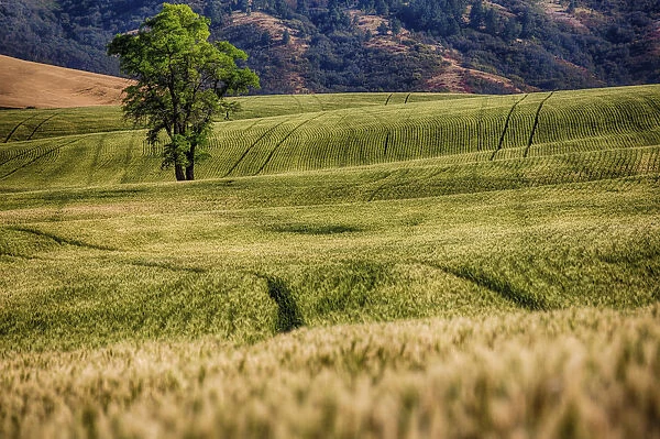 Lone tree among fields of wheat in Palouse region, Washington State, USA