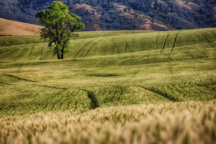 Framed Print : Lone tree among fields of wheat in Palouse region, Washington State, USA Framed Print : Lone tree among fields of wheat in Palouse region, Washington State, USA