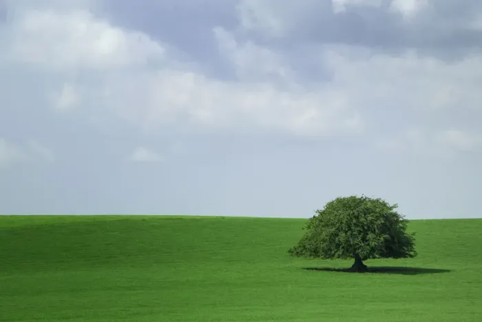 Framed Print : Lone tree growing in field, Ireland Framed Print : Lone tree growing in field, Ireland