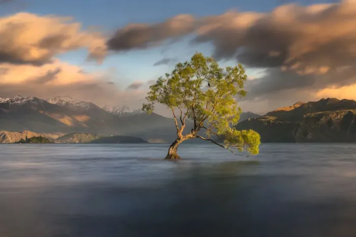 Framed Print : Lone tree is in Lake Wanaka at sunrise, New zealand Framed Print : Lone tree is in Lake Wanaka at sunrise, New zealand