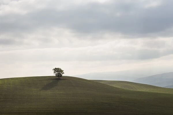 A lone tree in the middle of the field