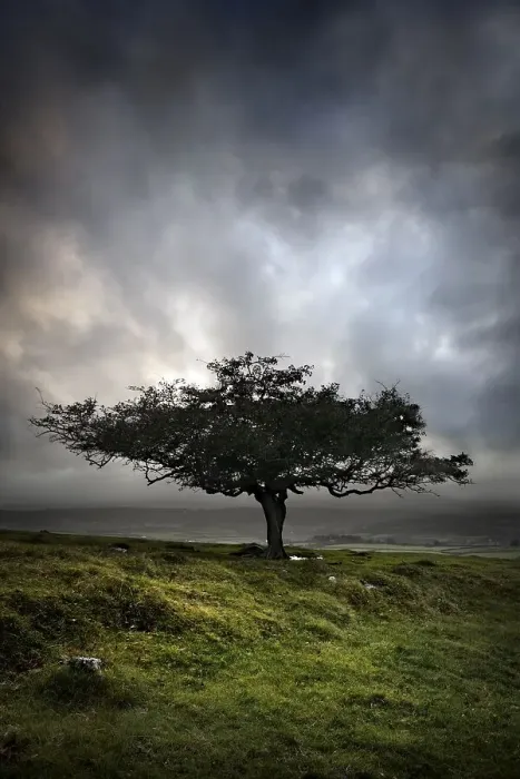 Framed Print : Lone tree, Sharpitor Hill, Dartmoor, Devon, England Framed Print : Lone tree, Sharpitor Hill, Dartmoor, Devon, England