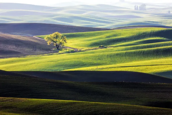 Framed Print : Lone tree among wheat fields of Palouse region, Washington State, USA Framed Print : Lone tree among wheat fields of Palouse region, Washington State, USA