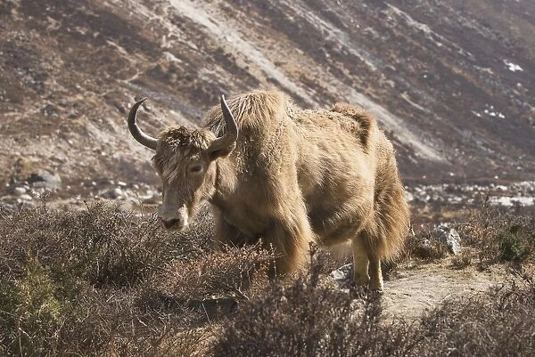 Lone yak outside Dingboche, in the Everest region of Nepal