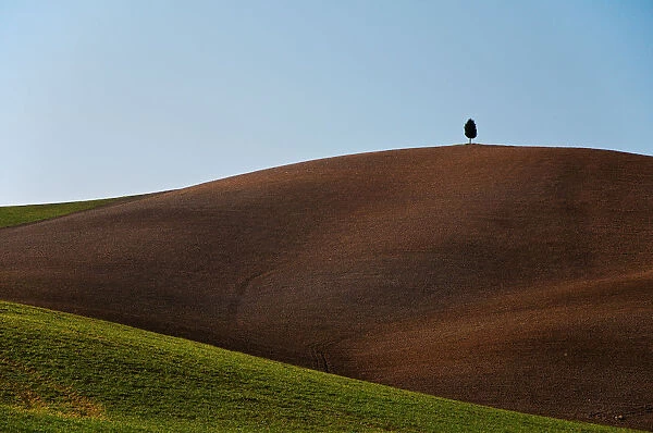 Lonely Cypress on the top of a hill, Val d Orcia Tuscany