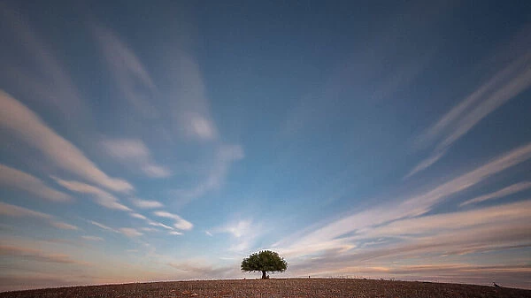 Lonely olive tree in the middle of a field