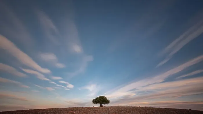 Framed Print : Lonely olive tree in the middle of a field Framed Print : Lonely olive tree in the middle of a field