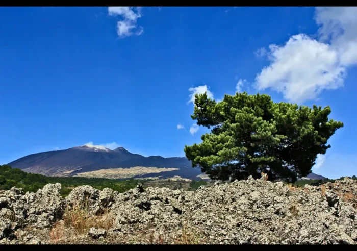 Framed Print : Lonely pine tree on Mt. Etna Framed Print : Lonely pine tree on Mt. Etna