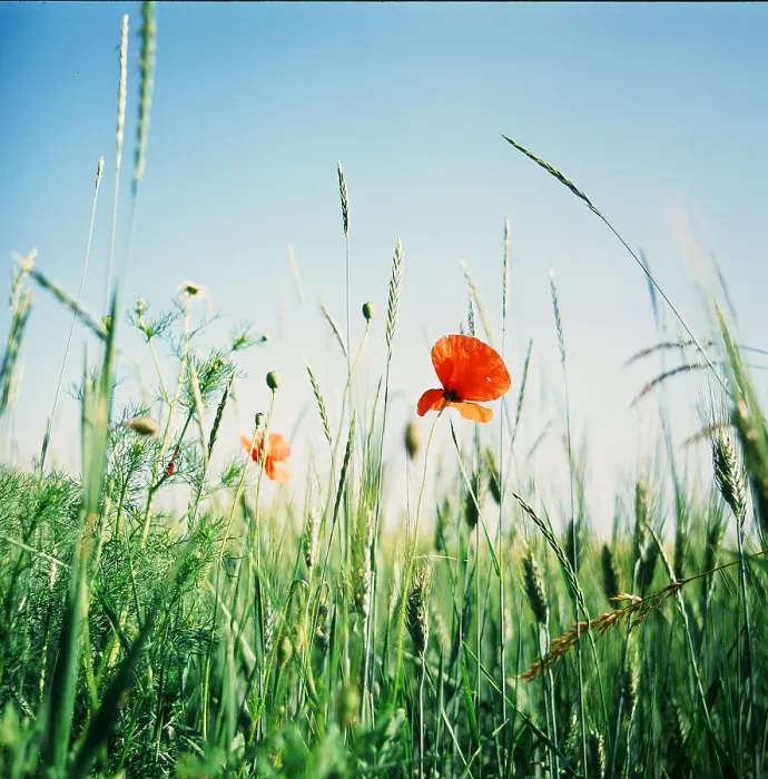 Framed Print : A lonely poppy blossom Framed Print : A lonely poppy blossom