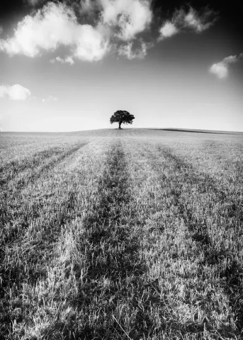 Framed Print : Lonely Tree Framed Print : Lonely Tree