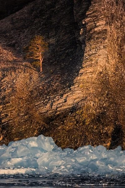 Lonely tree on a cliff at frozen lake Baikal