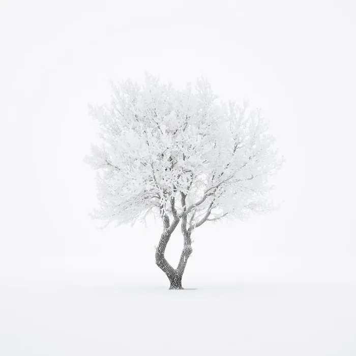 Framed Print : Lonely tree in the fog in winter Framed Print : Lonely tree in the fog in winter