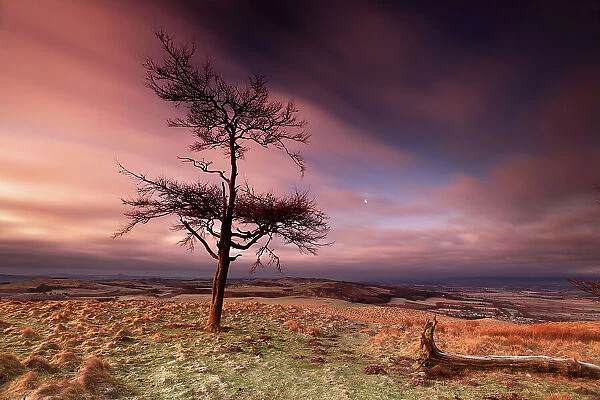 Lonely tree on Kinpurney Hill at dawn