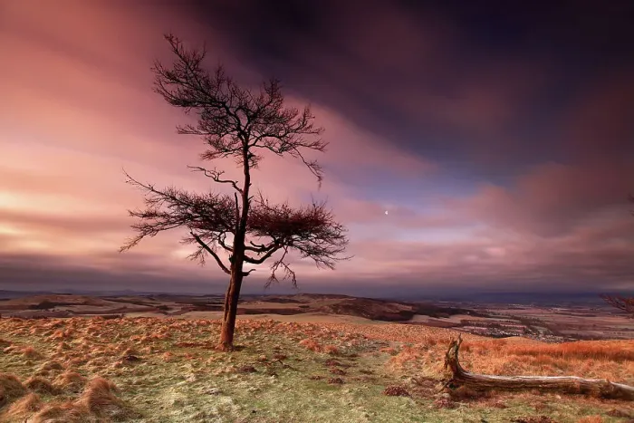 Framed Print : Lonely tree on Kinpurney Hill at dawn Framed Print : Lonely tree on Kinpurney Hill at dawn