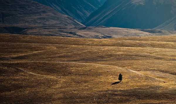 Lonely tree in middle of valley