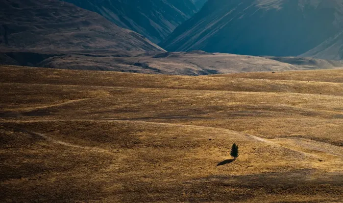 Framed Print : Lonely tree in middle of valley Framed Print : Lonely tree in middle of valley