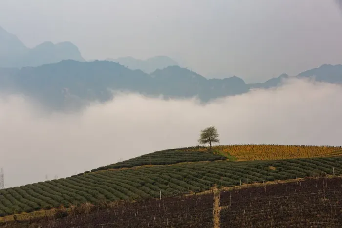 Framed Print : Lonely Tree in Sapa (Sa Pa), Vietnam Framed Print : Lonely Tree in Sapa (Sa Pa), Vietnam