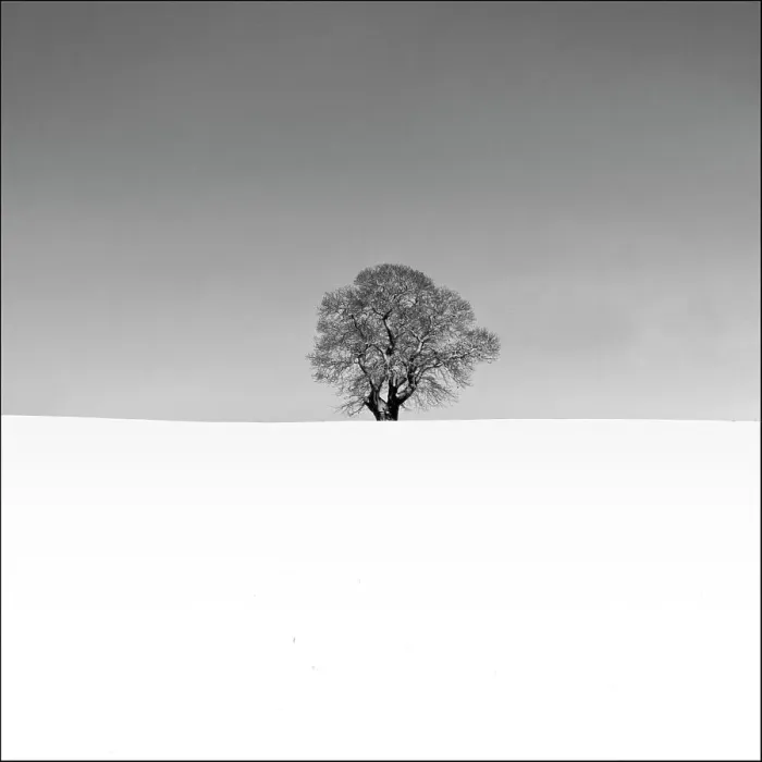 Framed Print : Lonely tree in snow Framed Print : Lonely tree in snow