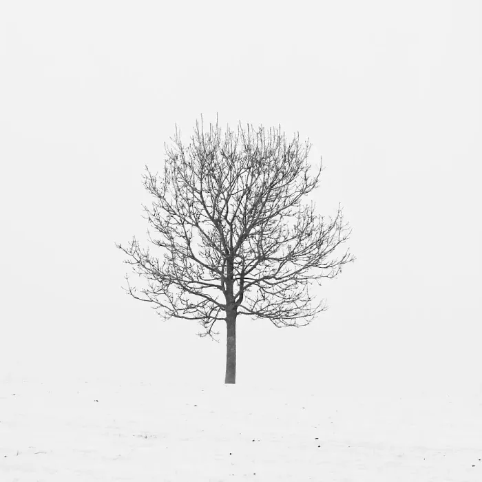 Framed Print : Lonely tree in snow Framed Print : Lonely tree in snow