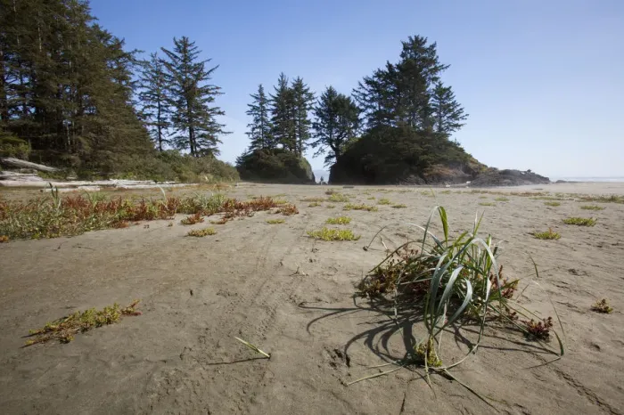 Framed Print : Long Beach In Pacific Rim National Park Near Tofino; British Columbia Canada Framed Print : Long Beach In Pacific Rim National Park Near Tofino; British Columbia Canada