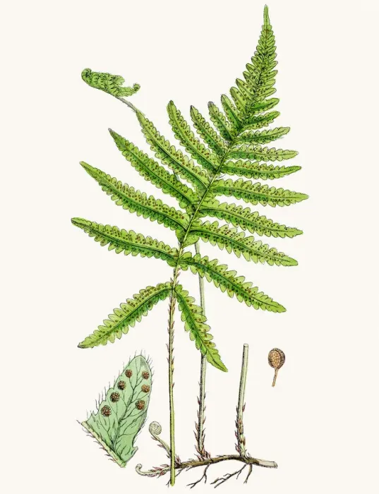 Framed Print : Long beechfern Framed Print : Long beechfern