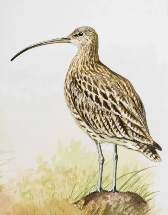 Framed Print : Long-billed curlew (Numenius americanus), standing, side view Framed Print : Long-billed curlew (Numenius americanus), standing, side view