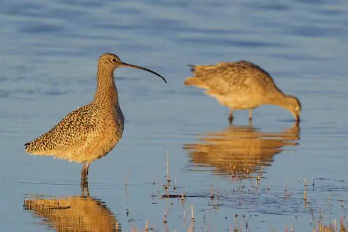 Framed Print : Long-billed Curlew (Numenius americanus) pair wading in water, Oregon, USA Framed Print : Long-billed Curlew (Numenius americanus) pair wading in water, Oregon, USA