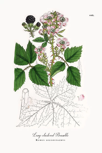 Long-clustered Bramble, Rubus leucostachys, Victorian Botanical Illustration, 1863
