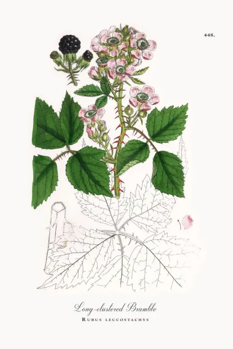 Framed Print : Long-clustered Bramble, Rubus leucostachys, Victorian Botanical Illustration, 1863 Framed Print : Long-clustered Bramble, Rubus leucostachys, Victorian Botanical Illustration, 1863