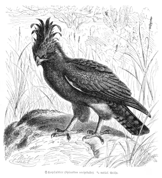 Framed Print : Long Crested Eagle engraving 1892 Framed Print : Long Crested Eagle engraving 1892