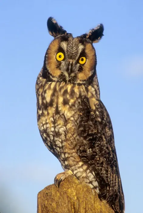 Framed Print : Long ear owl on perch against blue sky Framed Print : Long ear owl on perch against blue sky