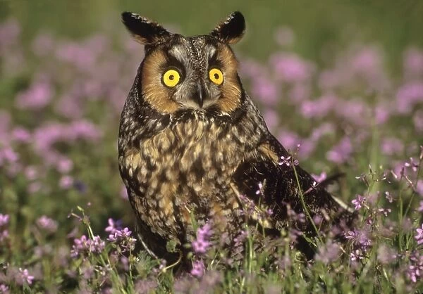 Long ear owl in wildflower field