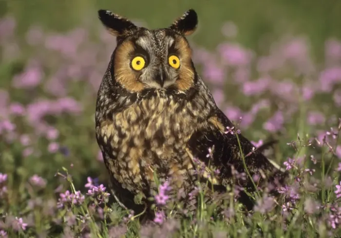 Framed Print : Long ear owl in wildflower field