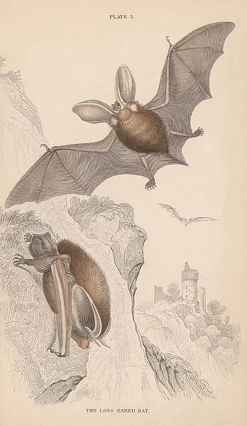 Long-Eared Bat