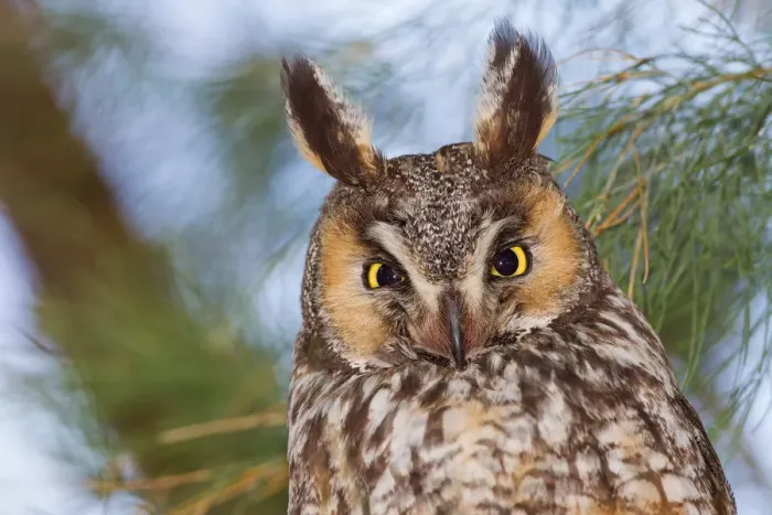 Framed Print : Long-eared Owl Framed Print : Long-eared Owl