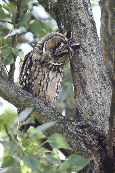 Long-eared Owl -Asio otus-, perched on a branch, tree trunk at back, Apetlon, Lake Neusiedl, Burgenland, Austria, Europe