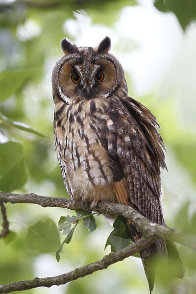 Long-eared Owl -Asio otus-, perched in branch, Apetlon, Lake Neusiedl, Burgenland, Austria, Europe