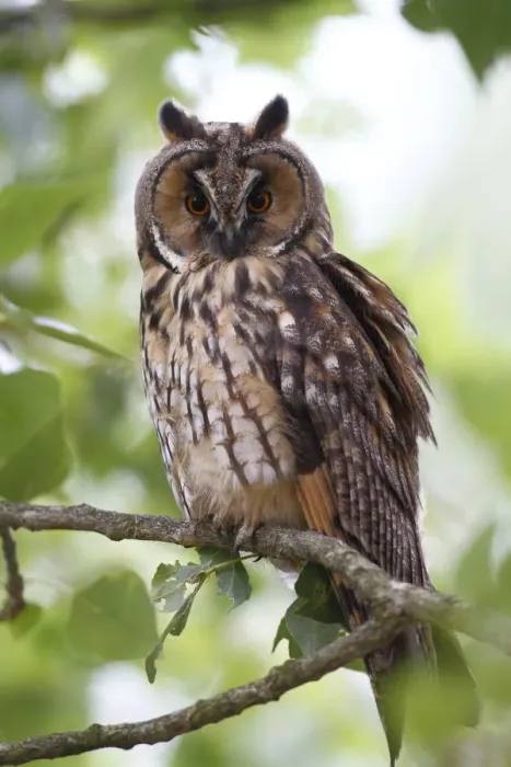 Framed Print : Long-eared Owl -Asio otus-, perched in branch, Apetlon, Lake Neusiedl, Burgenland, Austria, Europe Framed Print : Long-eared Owl -Asio otus-, perched in branch, Apetlon, Lake Neusiedl, Burgenland, Austria, Europe