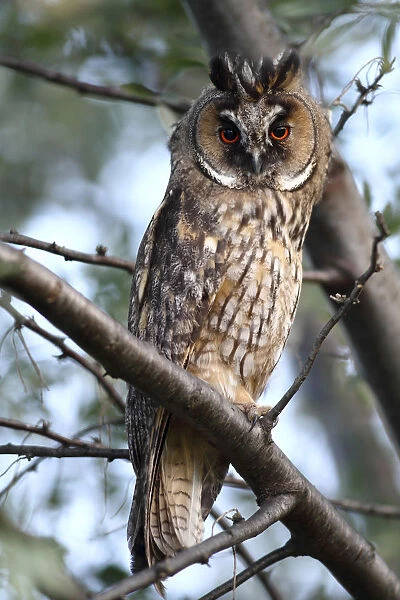 Long-eared Owl -Asio otus-, perched on a branch, Apetlon, Lake Neusiedl, Burgenland, Austria, Europe