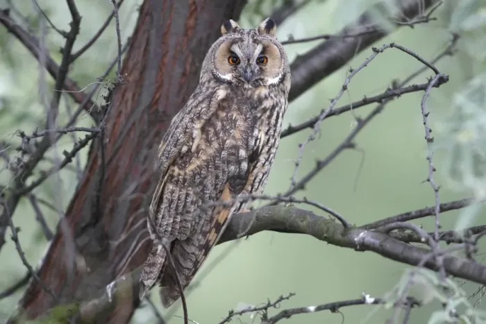 Framed Print : Long-eared Owl -Asio otus-, perched on a branch with tree trunk at back, Apetlon, Lake Neusiedl, Burgenland, Austria, Europe