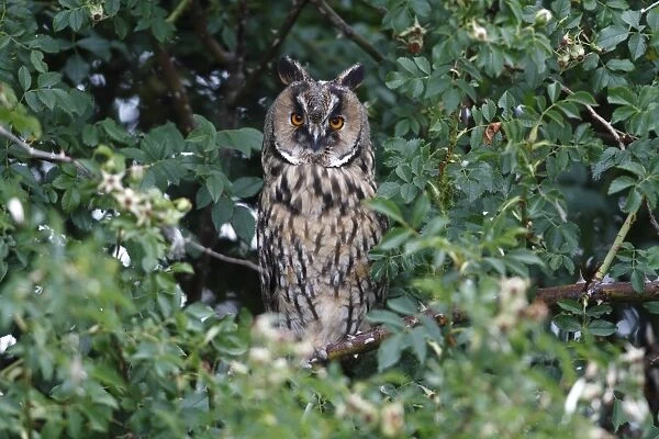 Long-eared Owl -Asio otus-, perched in a thorn bush, Apetlon, Lake Neusiedl, Burgenland, Austria, Europe