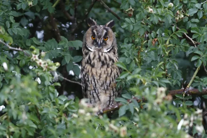 Framed Print : Long-eared Owl -Asio otus-, perched in a thorn bush, Apetlon, Lake Neusiedl, Burgenland, Austria, Europe Framed Print : Long-eared Owl -Asio otus-, perched in a thorn bush, Apetlon, Lake Neusiedl, Burgenland, Austria, Europe