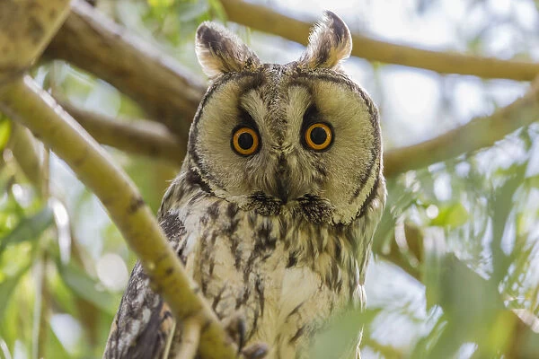Long-eared owl -Asio otus- sitting on branch, Seewinkel, Burgenland, Austria